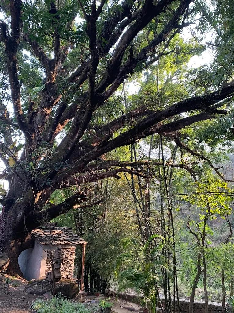 Rishis International x Solis Nature