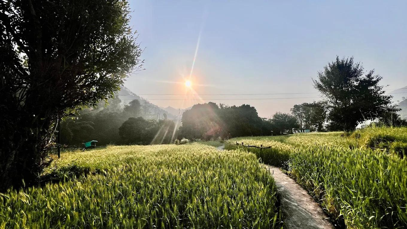 Rishis International x Solis Nature