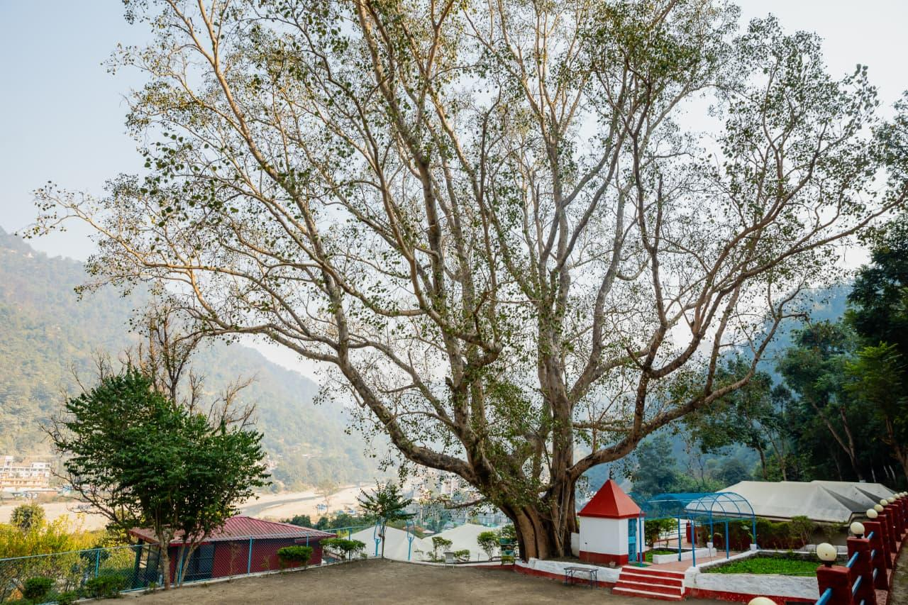 Ecoterra Serene Resort - Luxury Camping in Rishikesh x Solis Nature