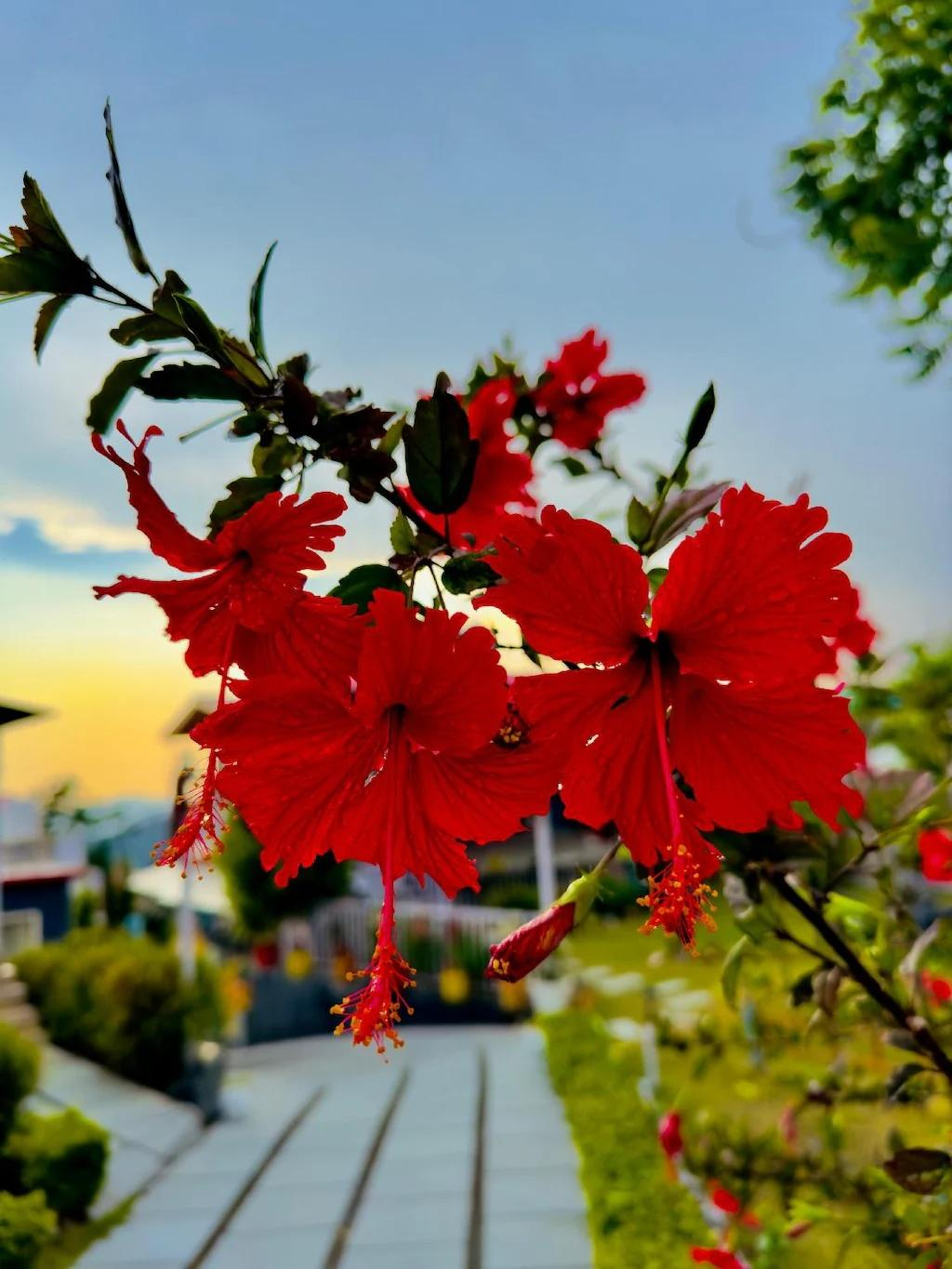 Glamping Heights Resort x Solis Nature