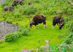 AJ Gable Clouds Resort Ooty by VOYE HOMES x Solis Nature