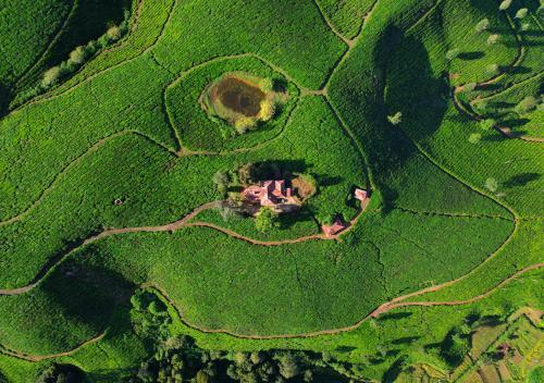 Arivikad Tea Bungalow Munnar by VOYE HOMES x Solis Nature