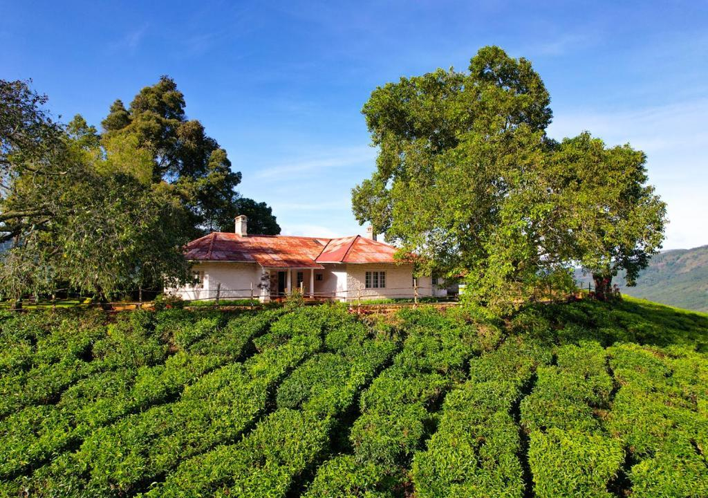 Arivikad Tea Bungalow Munnar by VOYE HOMES x Solis Nature