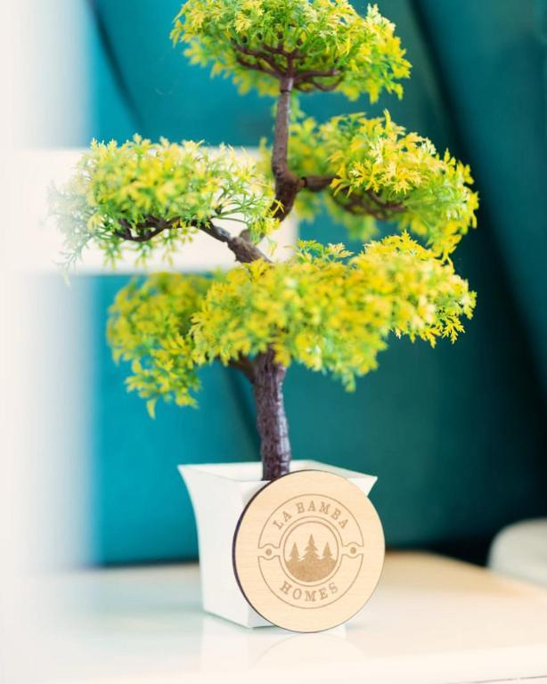 La Bamba Homes x Solis Nature