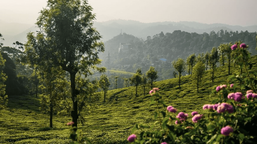 Marayoor Sandalwood Forests
