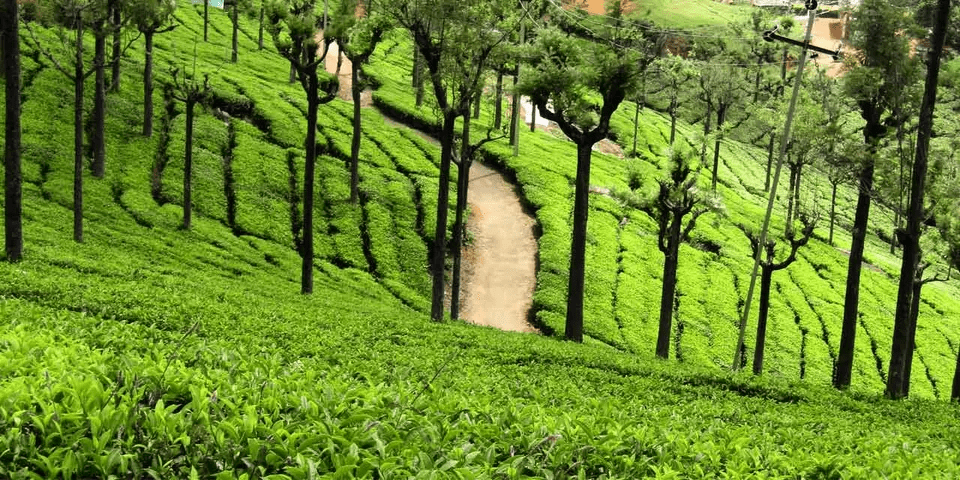 Tea Museum

