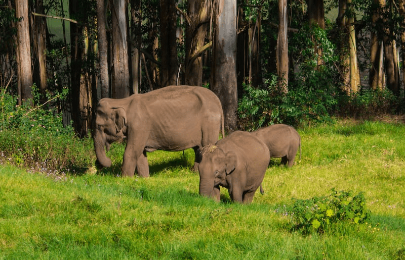 Carmelagiri Elephant Park
