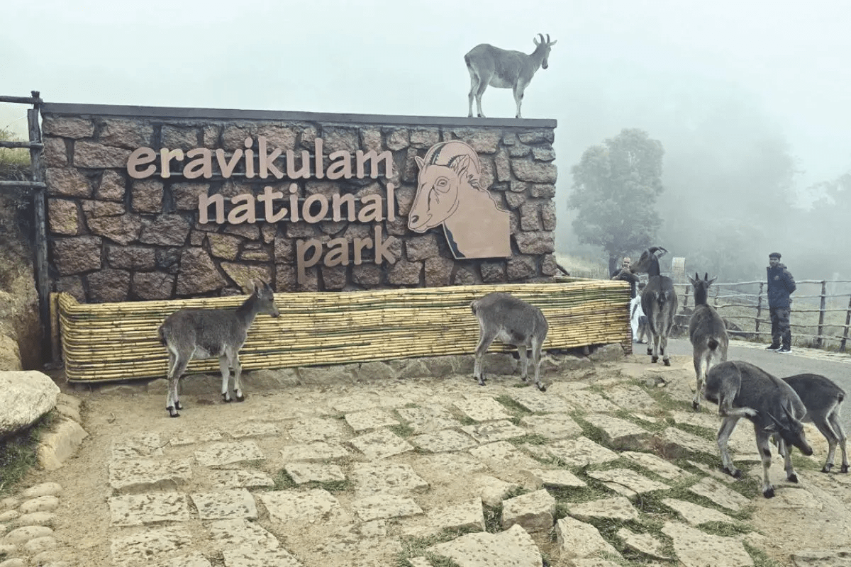 Eravikulam National Park
