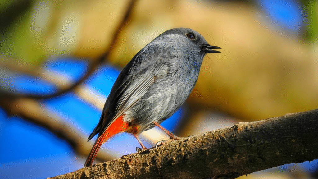 Kilbury Bird Sanctuary – Nature’s Music