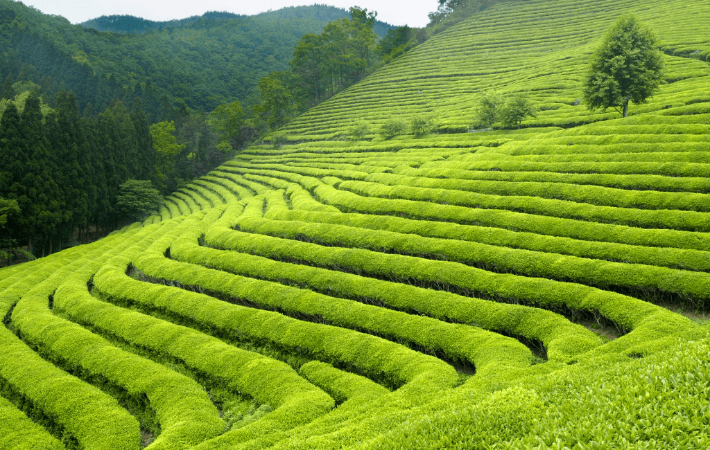 Tea Estates That Smell Like Morning